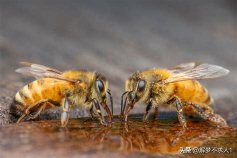 看到蜜蜂徵兆